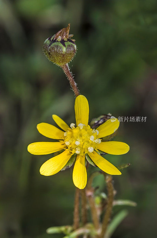 无胚菊(Blennosperma nanum)是加利福尼亚雏菊科植物中的一种。常见的名称包括胶籽、普通粘籽和黄地毯。杰普森草原保护区，加利福尼亚。